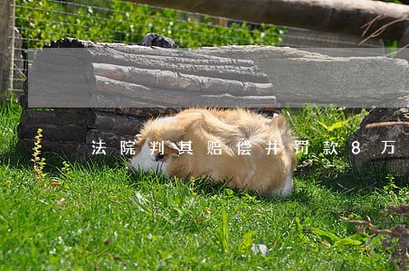 法院判其赔偿并罚款8万