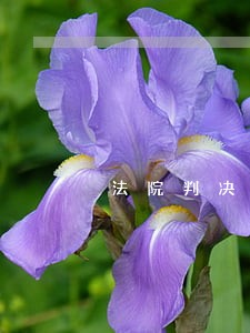 法院判决书何时寄到