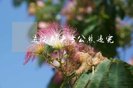 法院判决书公然违宪 法院判决书公然违宪
