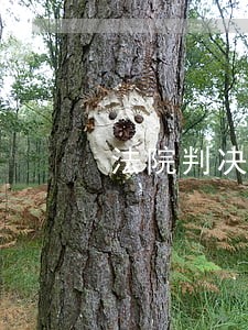 法院判决书划款交吗 法院判决书划款交吗