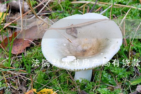 法院判决书房产局有贷款 法院判决书房产局有贷款