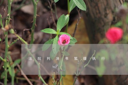 法院判决书暂缓执行 法院判决书暂缓执行