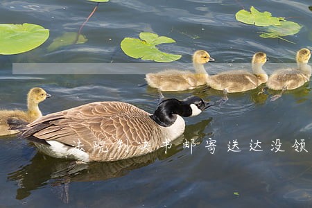 法院判决书邮寄送达没领 法院判决书邮寄送达没领