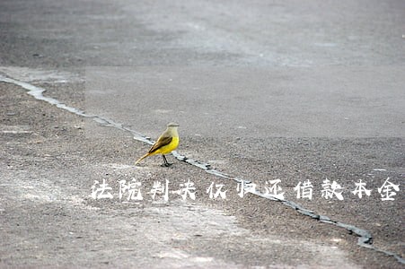 法院判决仅归还借款本金 法院判决仅归还借款本金