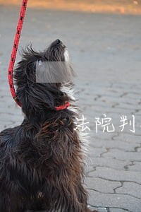 法院判决你怎么看