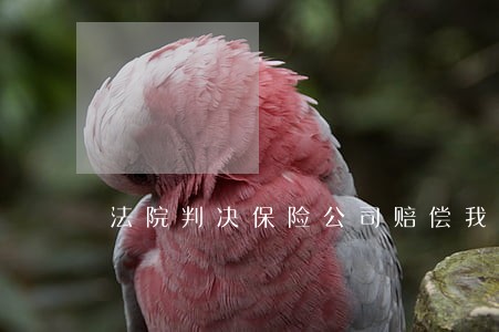 法院判决保险公司赔偿我4万余元