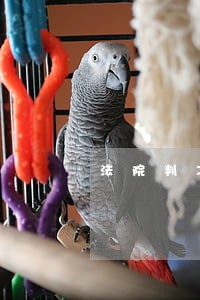 法院判决后原告还可以上诉嘛 法院判决后原告还可以上诉嘛