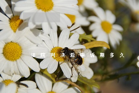 法院判决后申诉期多久