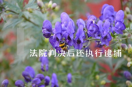 法院判决后还执行逮捕 法院判决后还执行逮捕