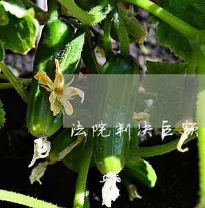 法院判决巨额债务 法院判决巨额债务