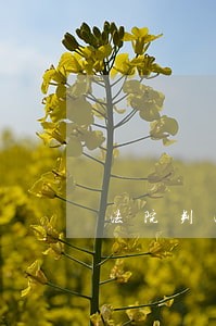 法院判决有 法院判决有