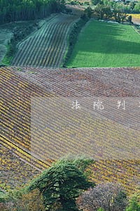 法院判决生效后拒不执行 法院判决生效后拒不执行
