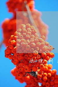 法院判决由其所属人力公司担责
