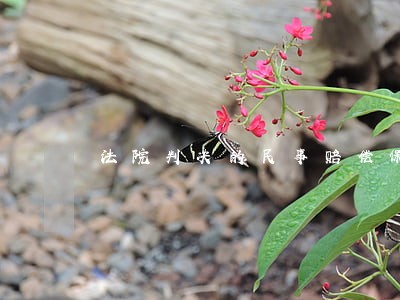 法院判决的民事赔偿保险公司陪么 法院判决的民事赔偿保险公司陪么