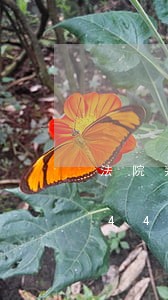 法院判决的金额多久支付/2023031444300 法院判决的金额多久支付/2023031444300