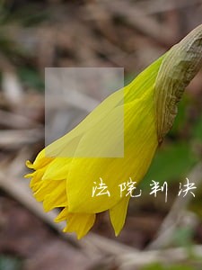 法院判决确定物权 法院判决确定物权