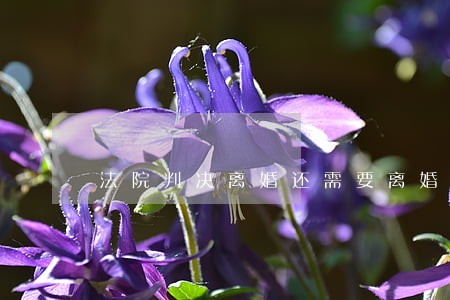 法院判决离婚还需要离婚证 法院判决离婚还需要离婚证