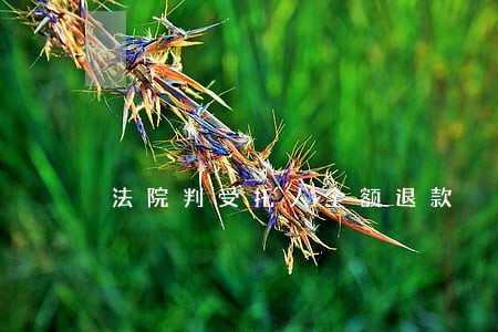 法院判受托人全额退款 法院判受托人全额退款