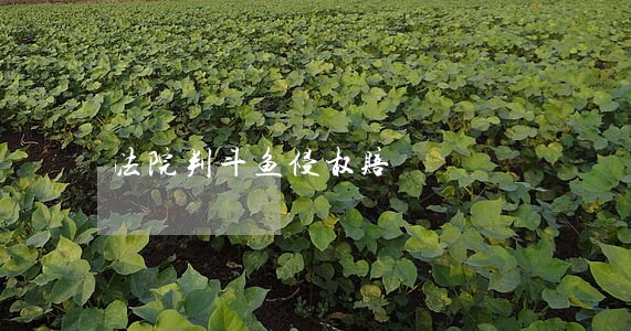法院判斗鱼侵权赔 法院判斗鱼侵权赔