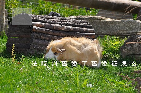 法院判离婚了离婚证怎么拿 法院判离婚了离婚证怎么拿