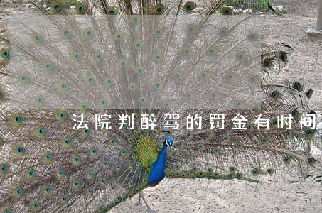 法院判醉驾的罚金有时间吗 法院判醉驾的罚金有时间吗
