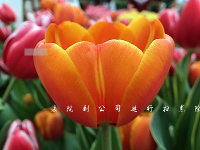 法院到公司进行扫黑除恶调研摸排 法院到公司进行扫黑除恶调研摸排