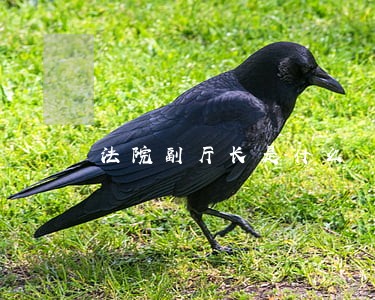法院副厅长是什么