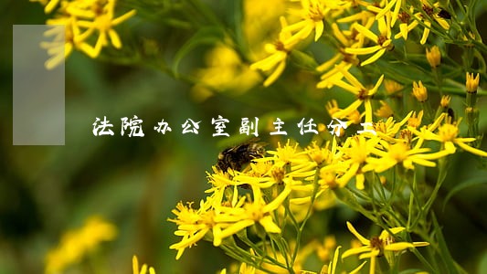 法院办公室副主任分工