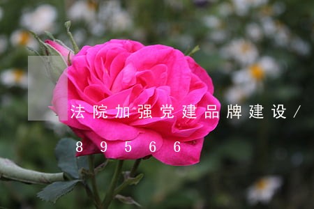 法院加强党建品牌建设/2023022489566 法院加强党建品牌建设/2023022489566