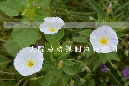 法院劳动强制执行时间 法院劳动强制执行时间