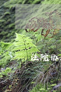 法院协助公示通知书哪里查看 法院协助公示通知书哪里查看