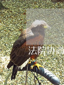 法院协商判决影响征信吗 法院协商判决影响征信吗