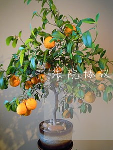 法院协议折价机器可以改名吗 法院协议折价机器可以改名吗