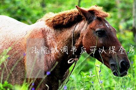 法院协调书后可以保全房产吗 法院协调书后可以保全房产吗
