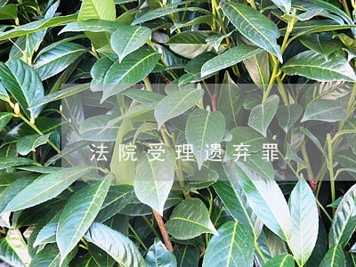 法院受理遗弃罪 法院受理遗弃罪