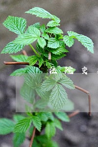 法院变卖发公告吗 法院变卖发公告吗