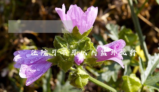 法院可不可以判监外执行 法院可不可以判监外执行