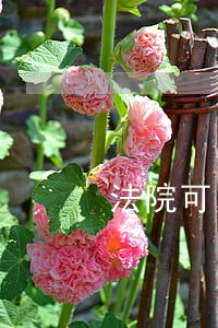 法院可以强制离婚吗