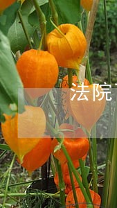 法院可以扣划投标保证金么 法院可以扣划投标保证金么