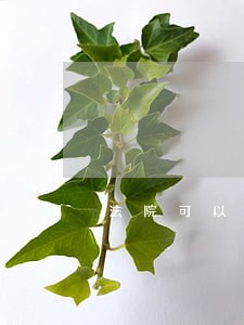 法院可以调查监控吗 法院可以调查监控吗