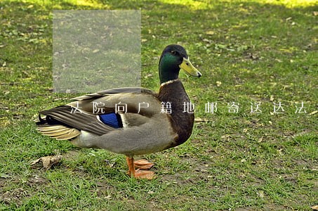 法院向户籍地邮寄送达法律依据 法院向户籍地邮寄送达法律依据