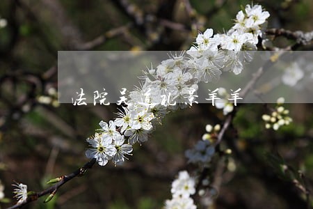 法院吴道礼景羊羊 法院吴道礼景羊羊