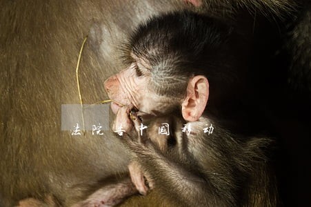 法院告中国移动 法院告中国移动
