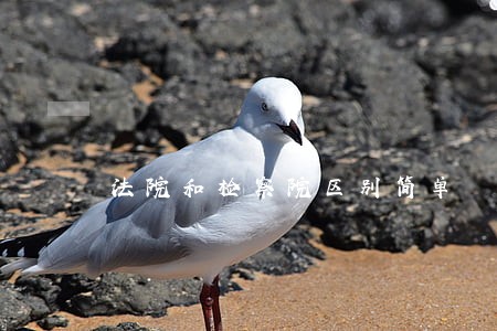 法院和检察院区别简单