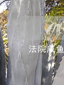 法院咸鱼拍卖网 法院咸鱼拍卖网
