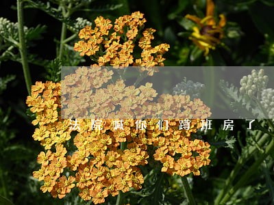 法院喊你们蹲班房了 法院喊你们蹲班房了