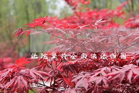 法院坚持全面依法治国 法院坚持全面依法治国