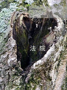 法院培训通告 法院培训通告