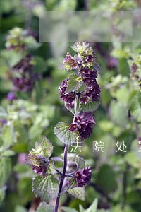 法院处置资产发票