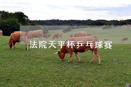 法院天平杯乒乓球赛 法院天平杯乒乓球赛